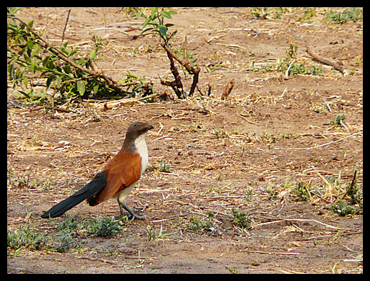 coucal des papyrus